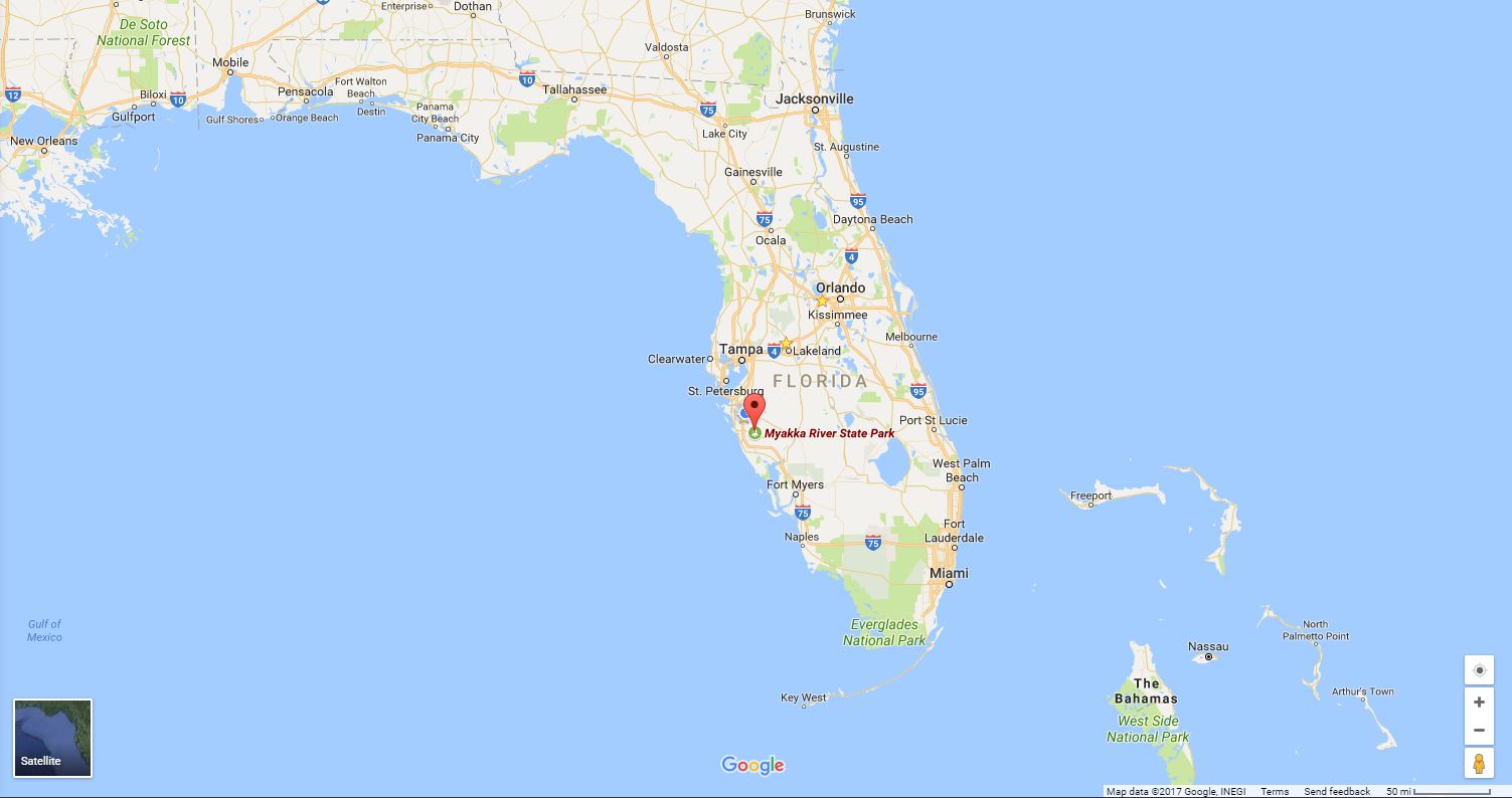 Walking Through Myakka State Park (And Its Canopy Walkway) Golden Age